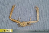 藏品(長手菱蟹)的圖片